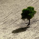 campo-vuoto-con-albero-byHAMED-MASOUMI-flickrcc20